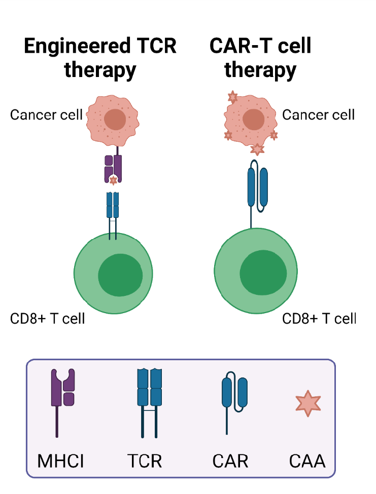 Engineered T cell receptor therapy vs. CAR-T cell therapy. Engineered T cell receptor (TCR) T cell therapy involves engineering T cells with receptors that are specific for MHC class I-presented antigenic peptides. Chimeric antigen receptor T cell (CAR-T cell) therapy involves direct recognition of CAAs on the cancer cell surface. MHCI, major histocompatibility complex class I; TCR, T cell receptor; CAR, chimeric antigen receptor; CAA, cancer-associated antigen.