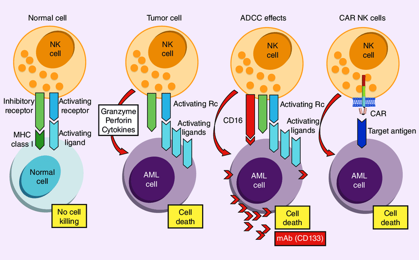 Natural killer cell therapy for acute myeloid leukemia. AML: Acute myeloid leukemia; NK: Natural killer. 