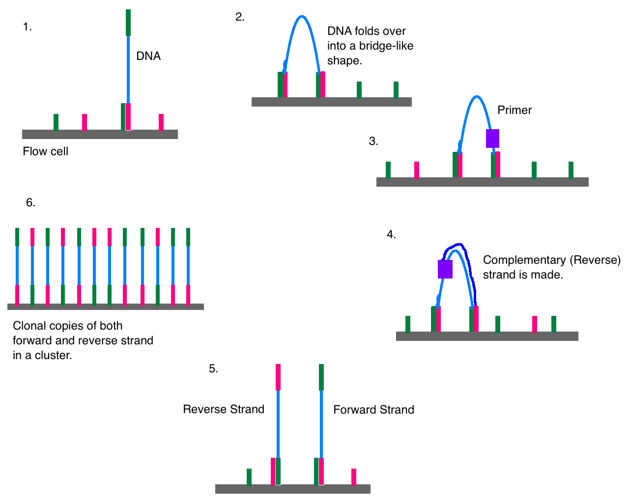 The DNA attaches to the flow cell via complementary sequences. The strand bends over and attaches to a second oligo forming a bridge. A polymerase synthesizes the reverse strand. The two strands release and straighten. Each forms a new bridge (bridge amplification). The result is a cluster of DNA forward and reverse strand clones.