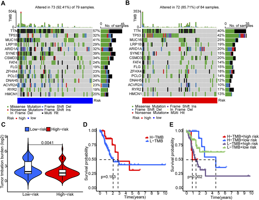 Tumor mutation burden (TMB). (A,B) The waterfall plots illustrates the frequencies of mutations of genes with different colors representing different types of mutations. (C) There were significantly higher TMB in the low-risk group compared to the high-risk group. (D) K-M survival curves show similar patient survival between the high- and the low-TMB groups. (E) K-M survival curves show different patient survival among the four groups.