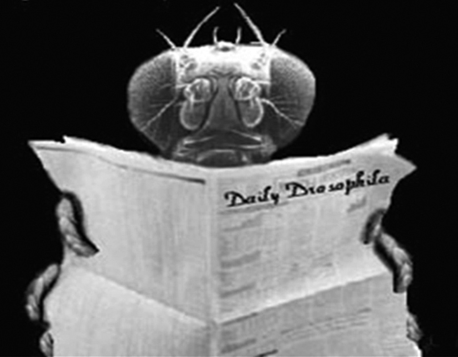 The fruit fly. 
