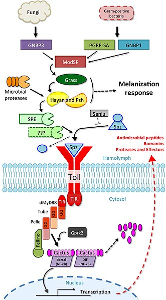 Toll Pathway of Drosophila melanogaster