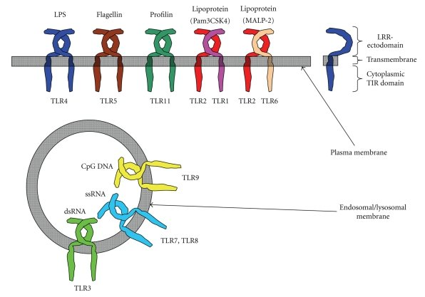 Extracellular and intracellular TLRs. TLRs can be divided into extracellular and intracellular TLRs. TLR1, TLR2, TLR4, TLR5, TLR6, and TLR11 recognize their ligands on the cell surface. On the other hand, TLR3, TLR7, TLR8, and TLR9 are intracellularly localized.