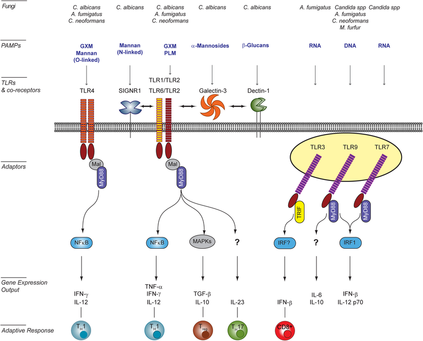 TLR signaling induced in host cells upon interaction with fungal pathogens. Surface Toll-like receptors (TLRs), as well as endosomal TLRs participate to the recognition of fungal PAMPs [e.g., O- and N-linked mannans, phospholipo-mannan (PLM), glucuronoxylomannan (GXM), α-mannosides, β-glucans, DNA, and RNA]. Activation of surface TLRs involves their homo- (TLR4) or hetero-dimerisation (TLR2/TLR1 or TLR6). The diversity of signaling pathways is increased by the involvement of co-receptors of the C-type lectin family (e.g., SIGNR1 and Dectin-1) or Galectin-3. Confirmed physical interactions between PRRs are represented by double-head arrows. The integration of simultaneously activated signaling pathways occurs at the level of intracellular adaptors and transcription factors shared between overlapping pathways. The resulting cytokine responses shape the activation of the adaptive response and ultimately modulate the outcome for the host. This figure was adapted from Bourgeois et al. (2010) by including newly published data from Biondo et al. (2012) and Takahara et al. (2012), and as reviewed in Romani (2011) and Leibundgut-Landmann et al. (2012). A. fumigatus, Aspergillus fumigatus; C. albicans, Candida albicans; Candida spp, Candida species; C. neoformans; Cryptococcus neoformans; M. furfur, Malassesia furfur.