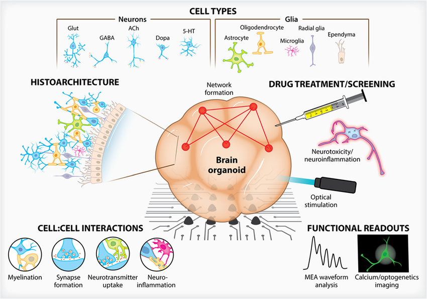 Three-dimensional brain organoid models. Advances in culture methodologies have allowed researchers to build complex, heterogenous brain organoids that are both structurally similar to in vivo architectures and provide meaningful functional readouts. Brain organoids, over traditional two-dimensional cultures, can integrate a myriad of neuronal