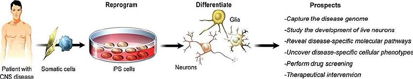 2 Disease-in-a-dish: using iPSC to model neurological diseases using patients' somatic cells (e.g. skin). Neural progenitors can be generated from iPSC and then give rise to glial cells (oligodendrocytes and astrocytes) and to subtypes of neurons that are relevant for different neurological diseases. Highlighted on this figure are the prospects of using iPSC technology to model for neurological diseases (Marchetto et al. 2011).