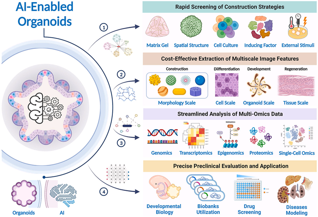 AI-Enabled Organoids hold significant promise for advancing our understanding of organ development and disease progression, ultimately laying the groundwork for clinical application.
