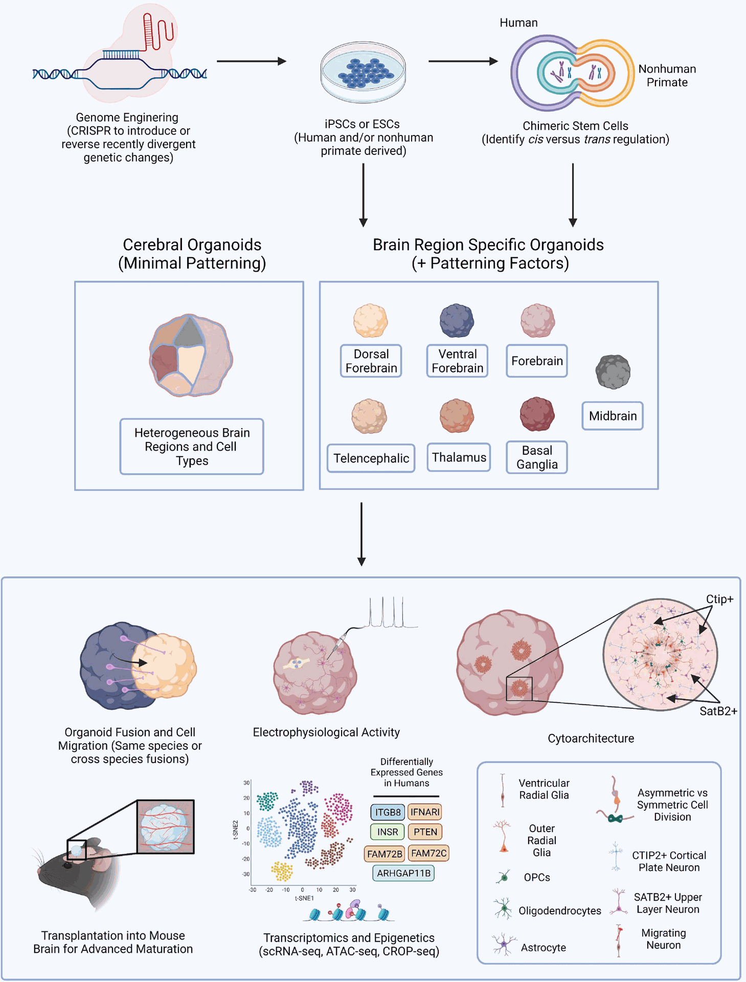 Brain Organoid Based Models to Identify Human-Specific Processes of Brain Development. Schematic outlining the possible methods for establishing brain organoids from PSCs and various means of analysis and downstream processes to compare resulting phenotypes. PSCs can be obtained from either human or NHPs and CRISPR-Cas9, or other gene editing technologies, can be employed to introduce genetic perturbations into the PSCs. Cerebral or brain region specific organoids can then be directly generated from PSCs or human and NHP PSCs can first be fused forming tetraploid hybrid PSCs for the identification of cis vs. trans regulatory elements and then be applied for the generation of brain organoids. Cerebral organoids or several different types of brain region specific organoids can be produced from a variety of human and NHP PSCs. Different combinations of organoids can then be fused to observe neuronal migratory patterns important for establishing healthy brain connectivity. Resulting organoids can be implanted into the mouse brain for subsequent vascularization allowing for oxygen and glucose penetration into the organoid and advanced cellular maturation. Human specific phenotypes, including complex, functional cytoarchitectural differences or differentially expressed genes can then be identified through different means of analysis including monitoring of electrophysiological activity using MEA or with high-throughput omic analyses like scRNA-seq or ATAC-seq.