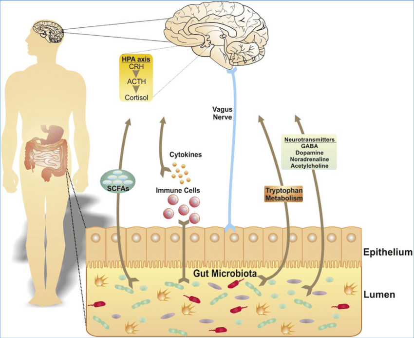 The microbiome-brain-gut axis and its variety of pathways. (ACTH, adrenocorticotropin hormone; CRH, corticotropin-releasing hormone; GABA, gamma-aminobutyric acid; HPA, hypothalamic-pituitary-adrenal; SFCAs, short chain fatty acids).