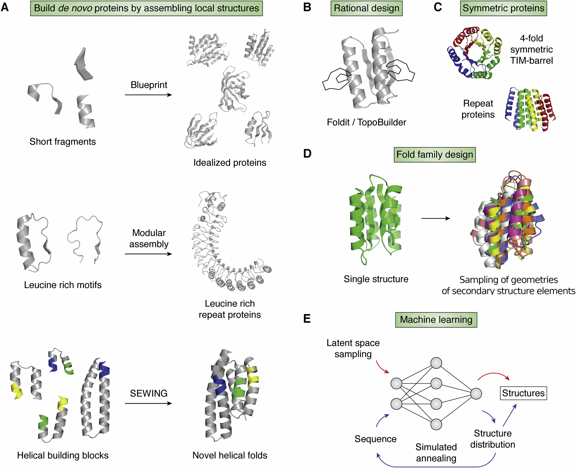 Advances in de novo backbone generations. A, methods to build de novo proteins by assembling local structures. The blueprint method assembles fragments of three or nine residues into idealized structures with different fold topologies. Modular leucine-rich motifs are connected into repeat proteins with defined curvatures. The SEWING method connects local structural elements into helical proteins with novel folds. Overlapping regions are colored. B, the Foldit game and TopoBuilder let players or experts rationally design the atomic details of backbone structures. C, symmetry reduces the complexity of backbone generation. Symmetry was used to design a 4-fold (colors) symmetric TIM barrel and repeat proteins. D, de novo protein fold families can be generated by sampling the geometries (length, as well as relative position and orientation) of secondary structure elements. E, generative machine learning methods (red) build novel backbone structures by latent space sampling. The hallucination method (red) uses the TR-Rosetta neural network to predict the structure distribution of a sequence. The sequence is optimized using Monte Carlo–simulated annealing by maximizing the divergence between the predicted structure distribution and a background distribution representing unstructured proteins. SEWING, structure extension with native-substructure graphs; TR, transform-restrained.