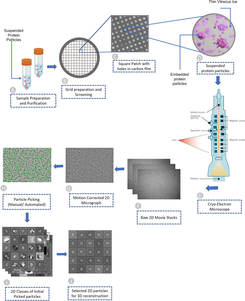 Overview of Cryo-EM pipeline, from sample preparation to particle recognition. (A) Aqueous sample preparation that contains variably dispersed heterogenous structure. (B) Cryo-EM grid containing holes that are filled with dispersed protein particles. (C) Magnified image of square patch illustrating microscopic holes in carbon. (D) Zoomed-in view of single hole containing suspended protein particles in thin layer of vitreous ice. (E) Cryo-Electron microscope used to facilitate high quality image generation. (F) Stack of 2D movie frames generated from microscope, called micrographs. (G) Motion corrected 2D micrograph images. (H) Particle picking using manual intervention or automatic procedures (green circles represent picked particles). (I) Initial 2D classes that contain quality protein particles along with junks and aggregates. (J) Best quality protein particles identified through computational analysis and visual inspection for 3D protein structure reconstruction.
