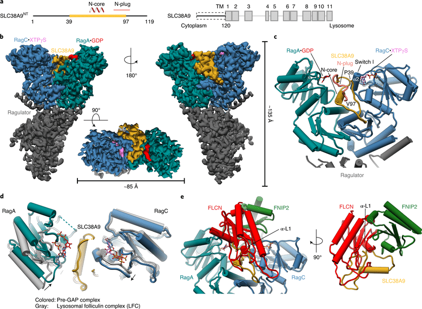 Cryo-EM structure of the pre-GAP complex a, Domain organization of SLC38A9. The construct with structural annotations is shown (left, SLC38A9NT) in the context of full-length SLC38A9 (right). Domain boundaries and cellular location of the N and C termini are indicated. Yellow, resolved in the structure; dashed box, used construct; TM, transmembrane helix. b, Cryo-EM density of the pre-GAP complex. XTPγS, non-hydrolyzable XTP analog. c, Close-up of the SLC38A9-Rag interaction represented as pipes (α-helices) and planks (β-strands). d, Overlay of Rag GTPases from the pre-GAP complex (colored) with the LFC (gray). e, FLCN:FNIP2 (red, green) from the LFC overlaid onto the pre-GAP complex based on the alignment shown in d, illustrating the resulting clashes.