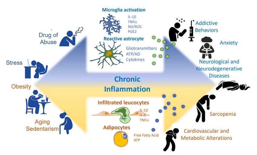 Role of Central and Peripheral Inflammation in Chronic Disease Development. Lifestyle factors such as drug consumption, stress, obesity, sedentary behavior, and conditions such as aging have been implicated in the development of chronic inflammation, a key driver of several chronic diseases. The underlying mechanisms involve the activation of inflammatory processes both in the CNS and in peripheral tissues. In the CNS, microglia and astrocytes are the key cell types that mediate the neuroinflammatory response, releasing pro-inflammatory cytokines and chemokines that contribute to neuronal damage and dysfunction. This can result in the development of neurodegenerative and neurological diseases, such as addictive behaviors. In the periphery, chronic inflammation could be induced by the infiltration of immune cells, such as macrophages and T cells, for example, into adipose tissue or skeletal muscle. This leads to the production of pro-inflammatory cytokines and chemokines, which can contribute to insulin resistance and the development of metabolic disorders such as type 2 diabetes and cardiovascular disease, or conditions such as sarcopenia, a pathology characterized by loss of muscle mass and function. These findings highlight the importance of lifestyle factors in inducing chronic inflammation and suggest that interventions aimed at modifying these factors may be effective in preventing or treating chronic inflammatory diseases.
