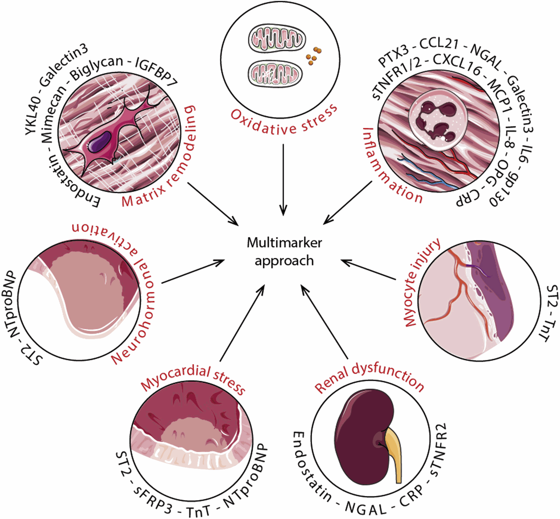 Biomarkers available in the CORONA (Controlled Rosuvastatin Multinational Trial in Heart Failure) cohort sorted by categories suggested by Braunwald et al. (2). Because the functions of some markers are multiple, single biomarkers may appear in several categories. CCL21 = chemokine (C-C motif) ligand 21; CRP = C-reactive protein; CXCL16 = chemokine (C-X-C Motif) ligand 16; gp = glycoprotein; IGFBP7 = insulin-like growth factor-binding protein-7; IL = interleukin; MCP1 = monocyte chemotactic protein-1; NGAL = neutrophil gelatinase-associated lipocalin; NT-proBNP = N-terminal pro–B-type natriuretic peptide; OPG = osteoprotegerin; PTX3 = pentraxin 3; SFRP3 = secreted frizzel related protein-3; sTNFR = soluble tumor necrosis factor receptor; TNT = troponin T.