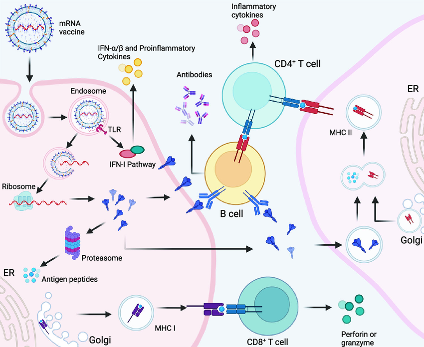 Cellular and humoral immune responses induced by messenger RNA (mRNA) vaccine. mRNA delivered in an mRNA vaccine enters cells by endocytosis and, after release from the endosome, is translated into protein by ribosomes. Translated proteins can then activate the immune system primarily in two ways: i) proteins are degraded by the proteasome into peptides subsequently presented as antigens on the cell surface by major histocompatibility complex (MHC) class I molecules which bind to the T cell receptor (TCR) to activate CD8 + T cells to kill infected cells thorugh the secretion of perforin and granzyme; ii) proteins secreted extracellularly are engulfed by antigen-presenting cells (APCs) and degraded into peptides subsequently presented on the cell surface by MHC class II molecules for recognition by CD4 + T cells, which can activate both the cellular immune responses by secreting cytokines and the humoral immune responses by co-activating B cells. In addition, single-stranded RNA and double-stranded RNA delivered in mRNA vaccines bind to Toll-like receptor (TLR) in the endosome to activate the antiviral innate immune responses via the production of type-I interferon (IFN-I) which results in the induction of several IFN-1-stimulated genes involved in antiviral innate immunity, in a mechanism known as the self-adjuvant effect of a sequence-engineered mRNA.
