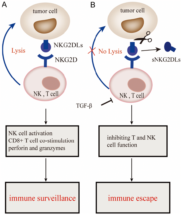 The dual functions of NKG2D/NKG2DL in tumor immunity. A. Induction of NKG2DLs on tumor cells induces immune surveillance via binding to NKG2D receptors expressed on NK and T cells. B. Failure to kill tumor cells due to the shedding of NKG2DLs by metalloproteinases. TGF-β allows immune surveillance escape by inhibiting T and NK cell function. NKG2D, Natural killer group 2, member D; sNKG2DLs, soluble NKG2D ligands.