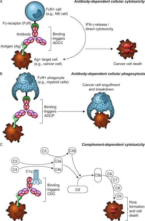 Antibody Dependent Cellular Cytotoxicity