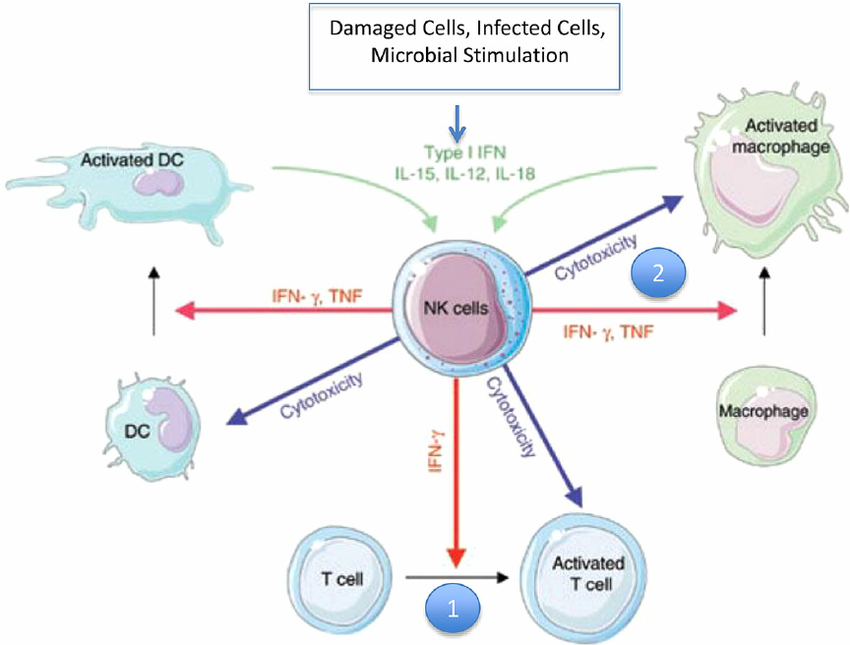 Cytokine production by NK cells. Several types of stimuli result in the NK cell production of cytokines such as IFN- γ and TNF. Such stimuli can be damaged or infected cells display altered cellular ligands and release cytokines like IFN-a/b, both recognized by NK cells. Microbial stimulation of accessory cells leads to their production of IL-12 and IL-18 that work in syn- ergy to activate the NK cell. The cytokines released from NK cells trigger several mechanisms of cellular immunity, most im- portantly: (1) Assistance to DCs to produce ‘ Th1 ’ cytokines, which promote cellular T-cell responses. (2) Prompting of macrophages to eliminate microbes (DC, dendritic cell).