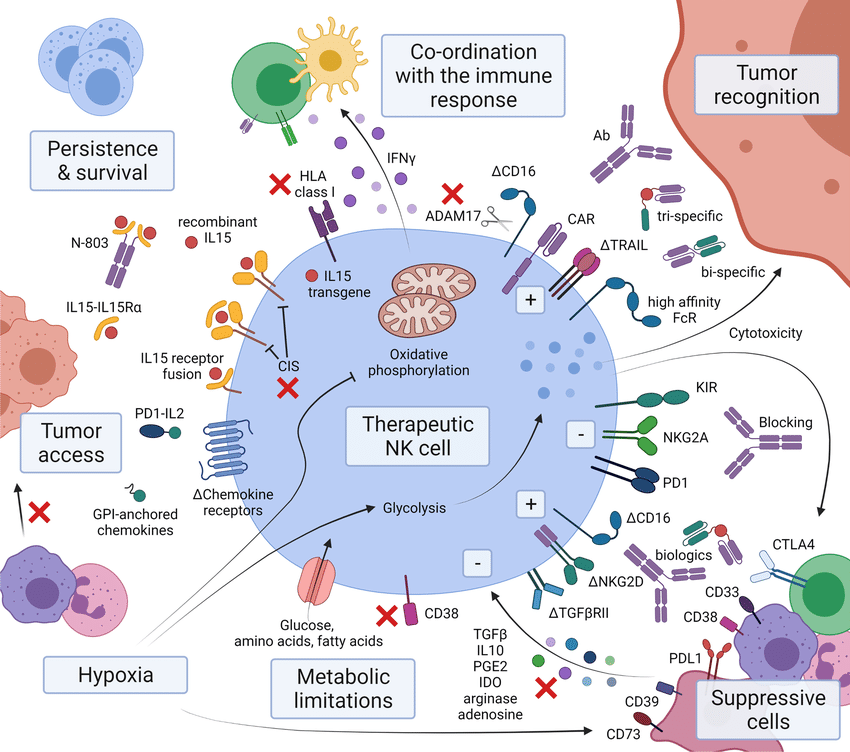 Strategies to address the challenges to NK cell therapy. The complex tumor microenvironment poses several challenges to successful NK cell therapy. This schematic highlights some of the innovations covered in this review that are addressing these challenges in preclinical and clinical studies. Δ = reengineered protein, red ‘x’ = targeted for blocking, prevention or deletion.