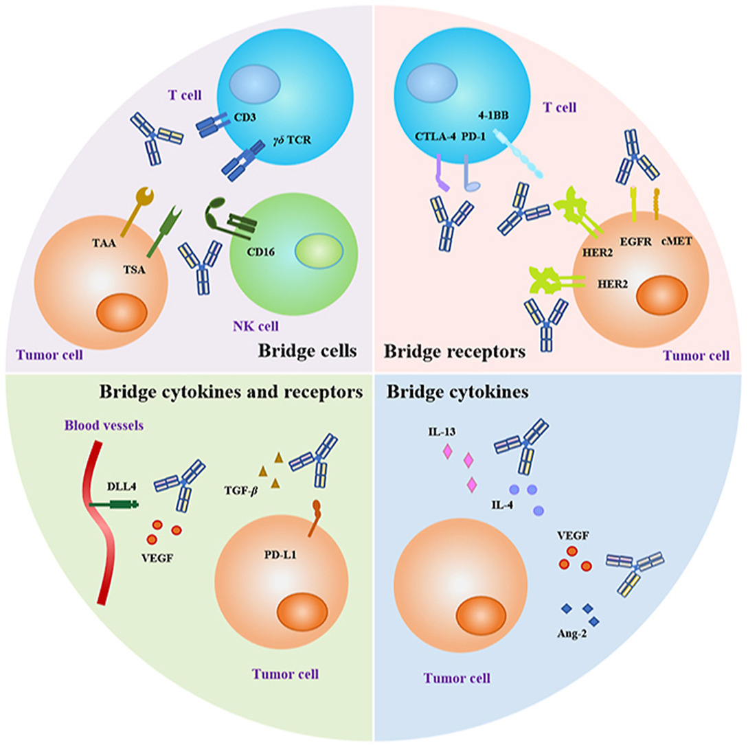 Bispecific antibodies in cancer therapy: Target selection and regulatory requirements