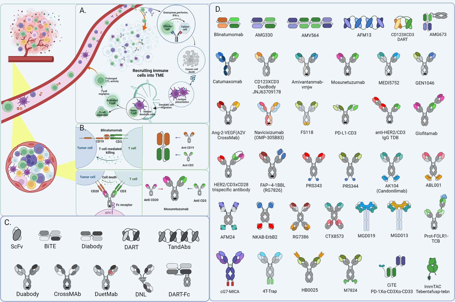 CD3+ bispecific T-cell engaging antibodies exert function in Hematological Malignancies and recruit immune cells into the solid tumor microenvironment for cancer immunotherapy. The schematic depicts the mechanism of action of BsAbs in solid tumors (A) and Hematological Malignancies (B). besides, there shows partial fragments of antibody as well as the derivatives formats constructed from them in diagram (C) and various architecture of BsAbs in diagram (D) mentioned in this review.