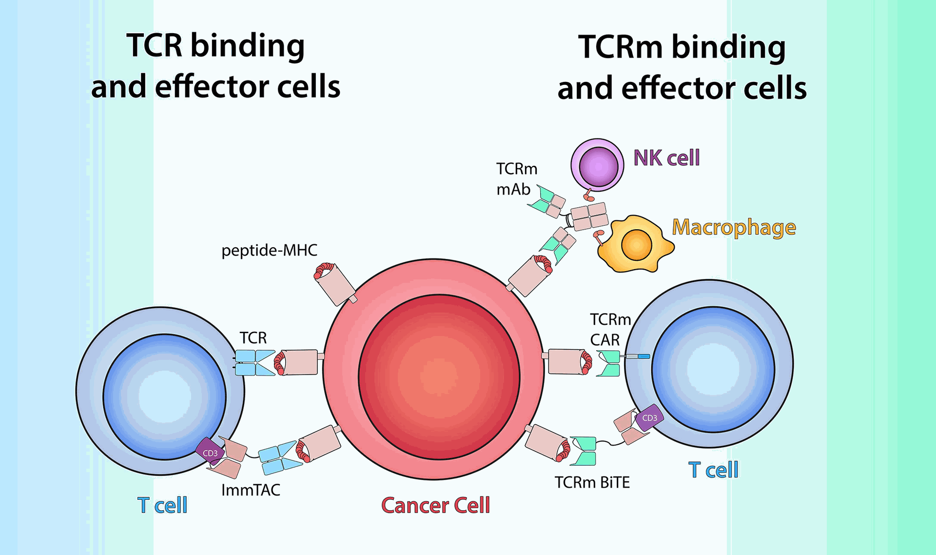 TCR-based therapeutics recognize peptide/MHC antigens (red and pink) on cells by utilizing either TCRs (light blue) or TCRm antigen-binding domains (green). Left: Soluble ImmTAC molecules bind peptide/MHC on cancer cells via alpha/beta TCR heterodimer similar to membrane-bound TCR and redirect the T cells by engaging extracellular CD3-epsilon (purple) via an anti-CD3 scFv. Right: TCRm mAb recognize peptide/MHC complex via its variable region (green) and to engage effector cells such as NK cells and macrophages to elicit Fc-receptor (orange) mediated ADCC or ADCP. TCRm CAR and bispecific mAb leverage TCRm-derived scFv to harness T cell effector function via engagement with intracellular CD3-zeta (blue) or extracellular CD3-epsilon (purple), respectively.