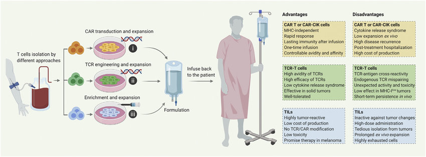 Different T cell-based immunotherapies. Advantages and disadvantages of T cell-based therapies including, (i) chimeric antigen receptor (CAR) T or CAR cytokine-induced killer (CAR-CIK) cells, (ii) TCR-engineered T (TCR-T) cells, and (iii) conventional tumor-infiltrating lymphocytes (TILs). The main step during the production process of CAR T/CIK cell therapy, TCR-T therapy, and conventional TIL therapy is CAR transduction, TCR engineering, and TIL enrichment, respectively.