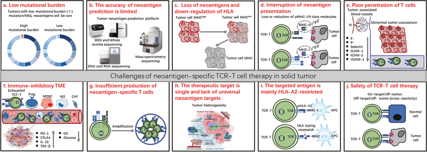 Challenges in the clinical application of neoantigen TCR-T-cell therapy. a Low neoantigen load results in a lack of suitable neoantigen targets. b At present, the accuracy of neoantigen prediction technology is limited. c Downregulation of MHC expression causes tumor cells to lose neoantigen targets. d The loss of pMHC molecules leads to the interruption and reduction of neoantigen presentation. e The expression of adhesion molecules and stroma-rich and abnormal blood vessels in tumor tissues is downregulated, which limits the effective penetration of T cells. f Immunosuppressive tumor microenvironments inhibit T-cell function. g The technical bottleneck of ACT leads to the production of neoantigen-specific T cells. h Tumor heterogeneity leads to the singleness of specific tumor therapeutic targets and the absence of universal neoantigen targets. i The neoantigen epitopes developed thus far are mainly for HLA-A2 targets.