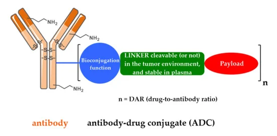Antibody–Drug Conjugates