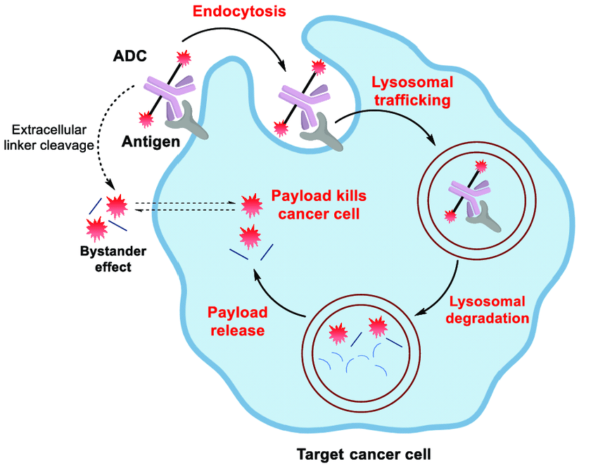 Antibody-drug conjugate mechanism of action.