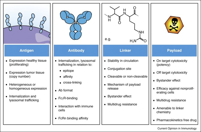 Considerations for ADC design and development. Clinical efficacy of ADCs is driven by selection of the right combination of tumor antigen, targeting antibody, conjugation linker and cytotoxic payload. The expression level of ADC targets on tumor cells and healthy tissue as well as the intracellular trafficking of the antibody component are crucial parameters for selection of the most optimal linker-drug combination