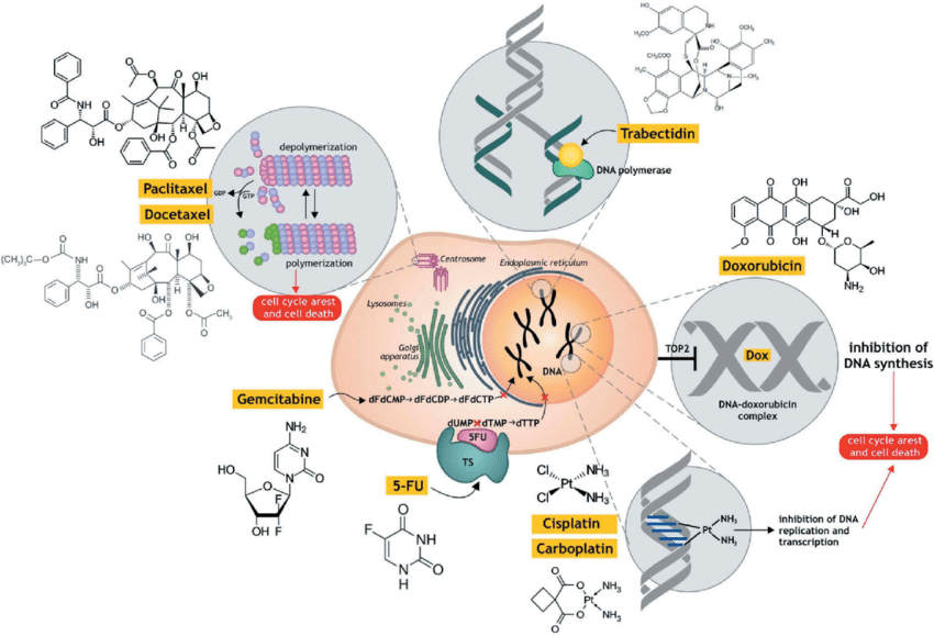The mechanisms of action of the main chemotherapeutic agents. There are several mechanisms by which chemotherapeutic agents act in the cancer cell (a) intercalate into DNA and disrupt topoisomerase-II-mediated DNA repair (doxorubicin); (b) promote microtubule polymerization and stabilization (paclitaxel and docetaxel); (c) form DNA crosslinks (cisplatin, carboplatin); (d) inhibit thymidylate synthase (TS) (5-fluorouracil); (e) act as pyrimidine nucleoside antimetabolite (gemcitabine); (f) bind to the minor groove of the DNA (trabectedin). Commonly, all of them cause inhibition the DNA replication and transcription and cancer cell death.
