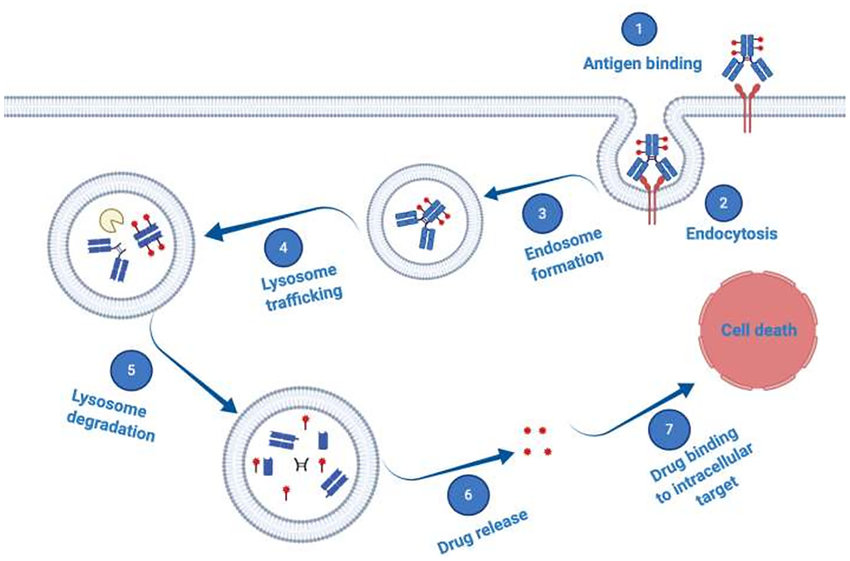 Schematic illustration of antibody-drug conjugate (ADC) mechanism of action. ADCs consist of a mAb which