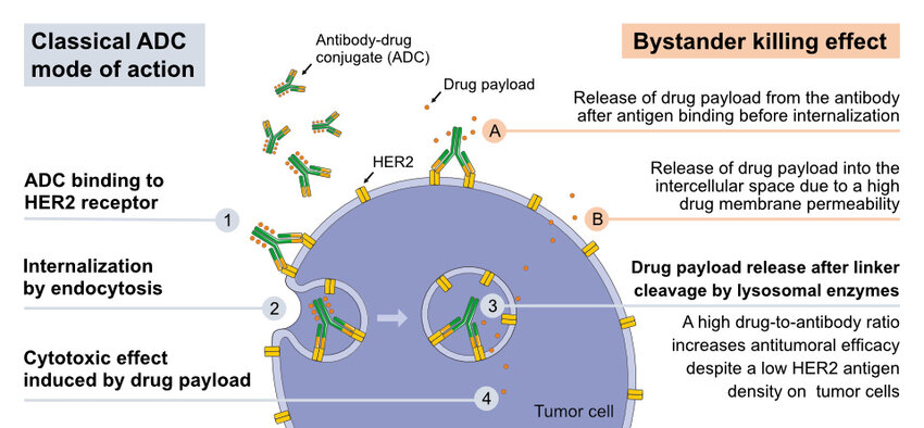 Mode of action of HER2 directed ADCs in HER2-low tumors. Classical mode of action of ADCs with cleavable linkers: (1) After binding of the monoclonal anti-HER antibody component to HER2 expressed on the cell surface of tumor cells, (2) the ADC-HER2 complex is internalized by endocytosis. (3) After linker cleavage by lysosomal proteases, the drug payload is released and (4) can induce the cytotoxic effect leading to tumor cell death. A high drug-to-antibody ratio can increase antitumoral efficacy despite a low HER2 antigen density on tumor cells. Bystander killing effect: Using cleavable linkers, ADCs can be designed to promote drug release from the target cell to the extracellular space. Thereby, surrounding and bystander cells, which may or may not express the ADC target antigen, can be killed by taking up the cytotoxic drug. (A) This bystander killing can occur if the cytotoxic drug is released from the antibody after antigen binding before internalization. (B) Additionally, the drug payload can be released from the tumor cell into the intracellular space due to a high membrane-permeability of the ADC drug payload.