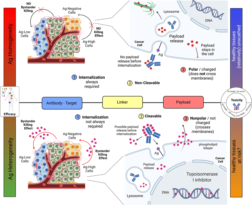 Schematic representation of antibody–drug conjugates (ADCs) with and without bystander killing effect. In the upper side of the figure, the mechanism of action of ADCs without bystander killing effect is represented. In the lower side of the figure, the mechanism of ADCs with a potential bystander killing effect is schematized.Each prototype is characterized by the three main features thought to be mostly responsible for bystander killing. 1) Antibody-Target: the potential release of the payload before ADC internalization makes it not always essential for exerting a cytotoxic effect. However, the chemical stability of the antibody-linker bond has been studied for years in order to reach a balance between the specificity of the ADC and the risk of damage to healthy tissues, in case of premature release of the payload. 2) Linker: they are typically classified as cleavable and non-cleavable. Cleavable linkers can be subdivided into “chemically labile” (e.g., hydrazone bonds, that are pH sensitive; disulfide bonds) and “enzyme labile” (e.g., dipeptides, typically cleavable by cathepsin B; β-glucuronidase-sensitive, β-galactosidase-sensitive). Non-cleavable linkers are mainly represented by covalent bonds, such as thioether ones. They usually require intra-cellular processing (e.g., through lysosomal enzymes) for cleavage and subsequent warhead release. Consequently, for ADCs equipped with non-cleavable linkers, internalization is essential for payload release. 3) Payload: the chemical structure of the payload – its electric charge, in particular – is believed to be a critical aspect for allowing bystander killing. In fact, a payload must be able to exit the target cell by diffusing across the phospholipid bilayer, in order to kill surrounding cancer cells. To do so, the payload should be nonpolar. Conversely, in case of ADCs equipped with a polar/charged payload, such as trastuzumab emtansine, the cytotoxic drug remains trapped into the target cell. As for efficacy, ADCs exerting bystander killing effect are considered particularly indicated in case of tumors expressing the target antigen (e.g., HER2) according to a heterogeneous spectrum. The miniature figure on the left represents intra-tumor heterogeneity also in the form of sub-clonal evolution, that is typical of solid tumors. On the left side of the figure, there is the representation of the histological heterogeneity of solid tumours: green cells: tumour cells with a high expression of target antigen; blue cells: tumour with a low expression of target antigen; yellow cells: cells with no expression of target antigen. Conversely, ADCs that do not allow bystander killing should be restricted to target antigens that are expressed in a more homogeneous pattern (e.g., cluster of differentiations in hematological diseases). As for toxicity, the increased potential of bystander killing may rise concerns related to off-tumor toxicity, with damage to healthy tissues, as the main worry (miniature figure on the right). In fact, the historical early-phase clinical trials investigating the first ADCs ancestors have been interrupted due to safety concerns. Keys: Ag, antigen; DNA, deoxyribonucleic acid; ADC, antibody–drug conjugate; HER2, human epidermal growth factor receptor 2.