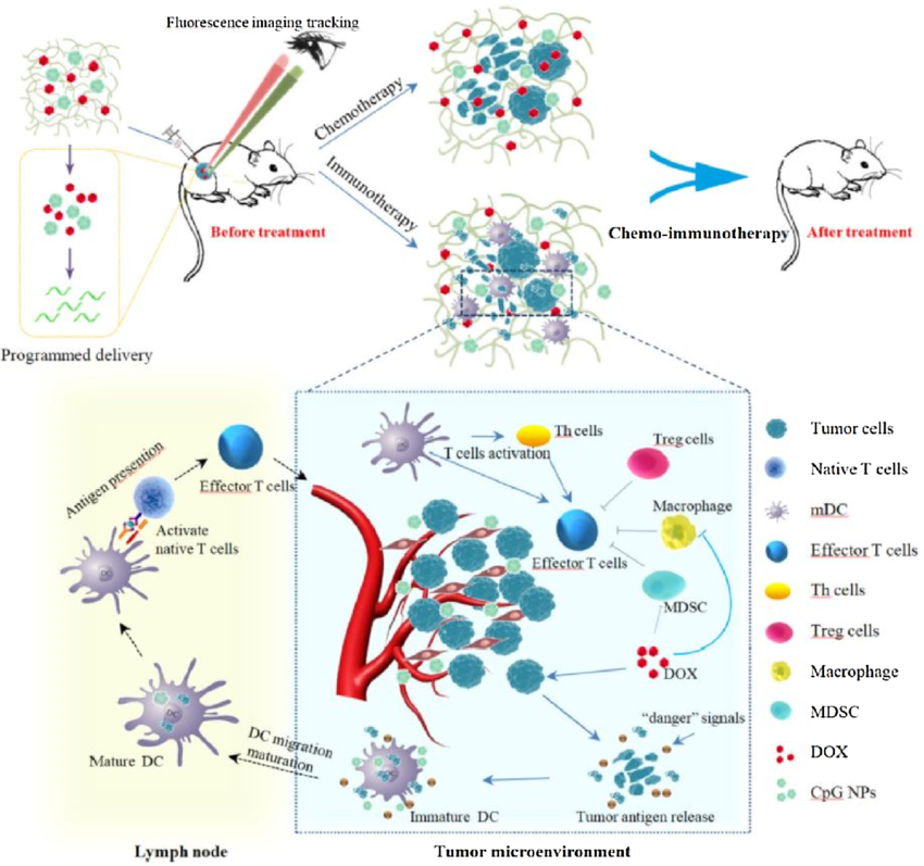 Scheme of chemo-immunotherapy based on imaging-guided programmed delivery of DOX and CpG NPs from the formed hydrogels.