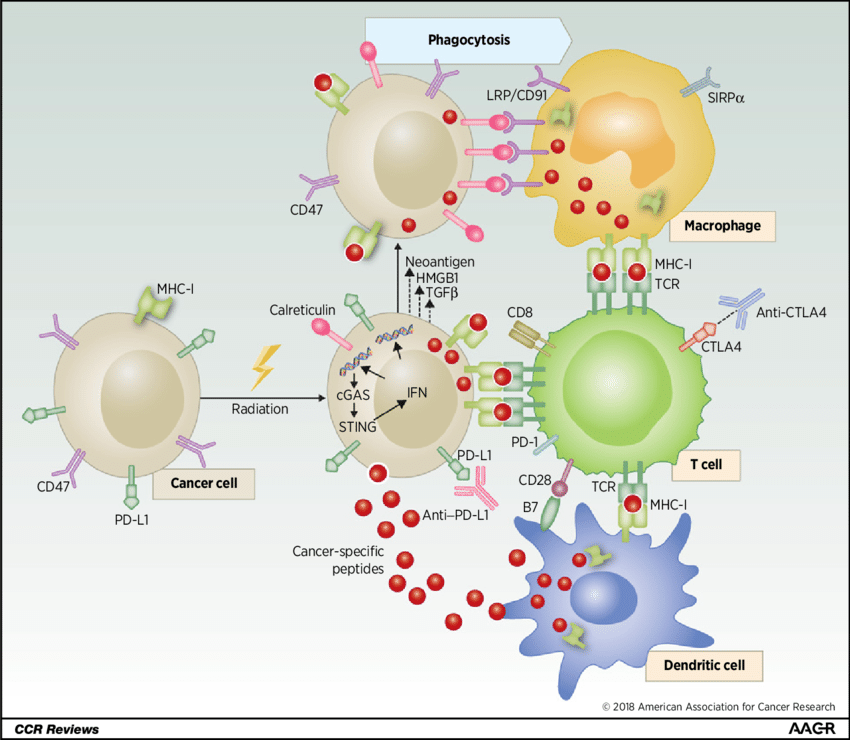 Mechanisms by which radiation enhances immunotherapy. Cancer-specific peptides released from damaged cancer cells facilitate antigen uptake and presentation by dendritic cells. Radiation also decreases an antiphagocytosis signal (CD47) and increases a prophagocytosis signal (calreticulin) to enhance calreticulin-LRP/CD91-mediated phagocytosis by macrophages, thereby increasing antigen presentation and priming of T cells. Upregulation of MHC-I expression on tumor cells after irradiation increases recognition of cancer cells by T cells. After radiation, damaged DNA is released from nucleus to cytosol, which triggers the cGAS-STING pathway to activate IFN gene transcription. Several proteins (such as TGFb and HMGB1) secreted by cancer cells also modulate the immune microenvironment. TCR, T-cell receptor.