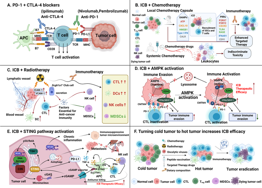 Combination strategies to enhance the therapeutic efficacy of PD-1/PD-L1 blockade. A Combination therapy with PD-1 and CTLA-4 blockers. The activation of PD-1/PD-L1 and CTLA-4 can be blocked by anti-PD-1/PD-L1 and CTLA-4 antibodies, respectively. The combined application of PD-1 and CTLA-4 inhibitors produces synergistic effects. B Combination therapy with chemotherapy. Chemotherapy is able to induce ICD, promote the release of tumor antigens and DAMPs, activate DCs, induce local production of CXCL10, recruit T cells to the tumor bed and enhance the differentiation of antitumor-specific CTLs. Chemotherapy can also reduce the number of immunosuppressive cells, such as MDSCs and Tregs. However, systemic chemotherapy shows undifferentiated toxicity to tumor cells and the anticancer immune system, while local chemotherapy enhances immunotherapy by remodeling the TME and attracting activated immune cells to the tumor region. C Combination therapy with radiotherapy. Radiotherapy markedly upregulates the cell adhesion factors ICAM-1 and VCAM-1 on the surface of cancer cells. One of the mechanisms by which radiotherapy may enhance immunotherapy is through activation of certain types of club cells which release proteins that are beneficial to immunotherapy. D Combination therapy with an AMPK activator. Reduced PD-L1 levels in the presence of AMPK activation could enhance the efficacy of combining ICB with an AMPK activator. E Combination therapy with STING agonists. The cGAS-STING pathway is essential for linking the innate immunity and adaptive immunity against cancers. Cancer cells can escape immune surveillance by inactivating the cGAS-STING pathway. Therefore, ICB can be combined with STING agonists to boost the efficacy of immunotherapy. F “Cold” tumors lack activated tumor-specific T cells, which may contribute to primary resistance to ICBs. Effective combination therapy can turn these tumors into hot tumors that are sensitive to ICBs