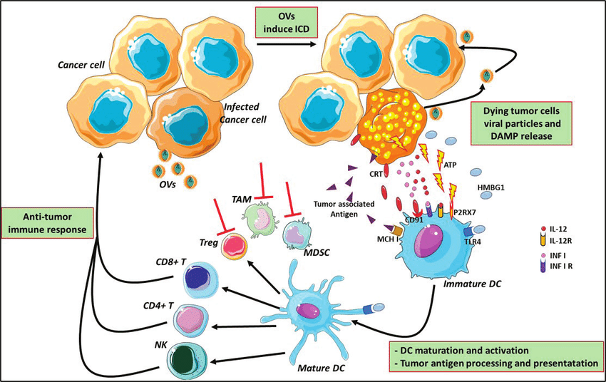 Mechanism of oncolytic virus immunotherapy. Oncolytic viruses infect cancer cells and induce the immunogenic cell death and release of infectious viral progeny that infect nearby cancer cells. Tumour-associated antigens and cellular DAMPs, such as CRT, HMGB1 and cellular ATP, stimulate the host antitumour immune responses. Cellular detection of viral infection and the products of oncolysis trigger the rapid activation of host antiviral responses and influx of immune cells that mediate the destruction of residual infected and uninfected tumour cells. The direct recognition and killing of tumour cells is primarily mediated by natural killer cells of the innate immune system and tumour antigen-specific CD8+ cytotoxic and CD4+ helper T lymphocytes of the adaptive immune system. The effects of OVs reflect on MDSCs, TAMs and Treg cells inhibition and modify the suppressive microenvironment altering the cytokine milieu (red lines) OVs: oncolytic viruses; ATP: adenosine triphosphate; HMGB1: high mobility Group Box 1; CRT: calreticulin; DAMPs: damage-associated molecular pathways; CD: cluster differentiation; TLR4: Toll-like receptor 4; P2RX7: Purin 2 Receptor X7; DC: dendritic cell; MCH I: major histocompatibility complex Class I; Treg: T regulatory; TAMs: tumour-associated microenvironment; MDSCs: myeloid-derived suppressor cells.