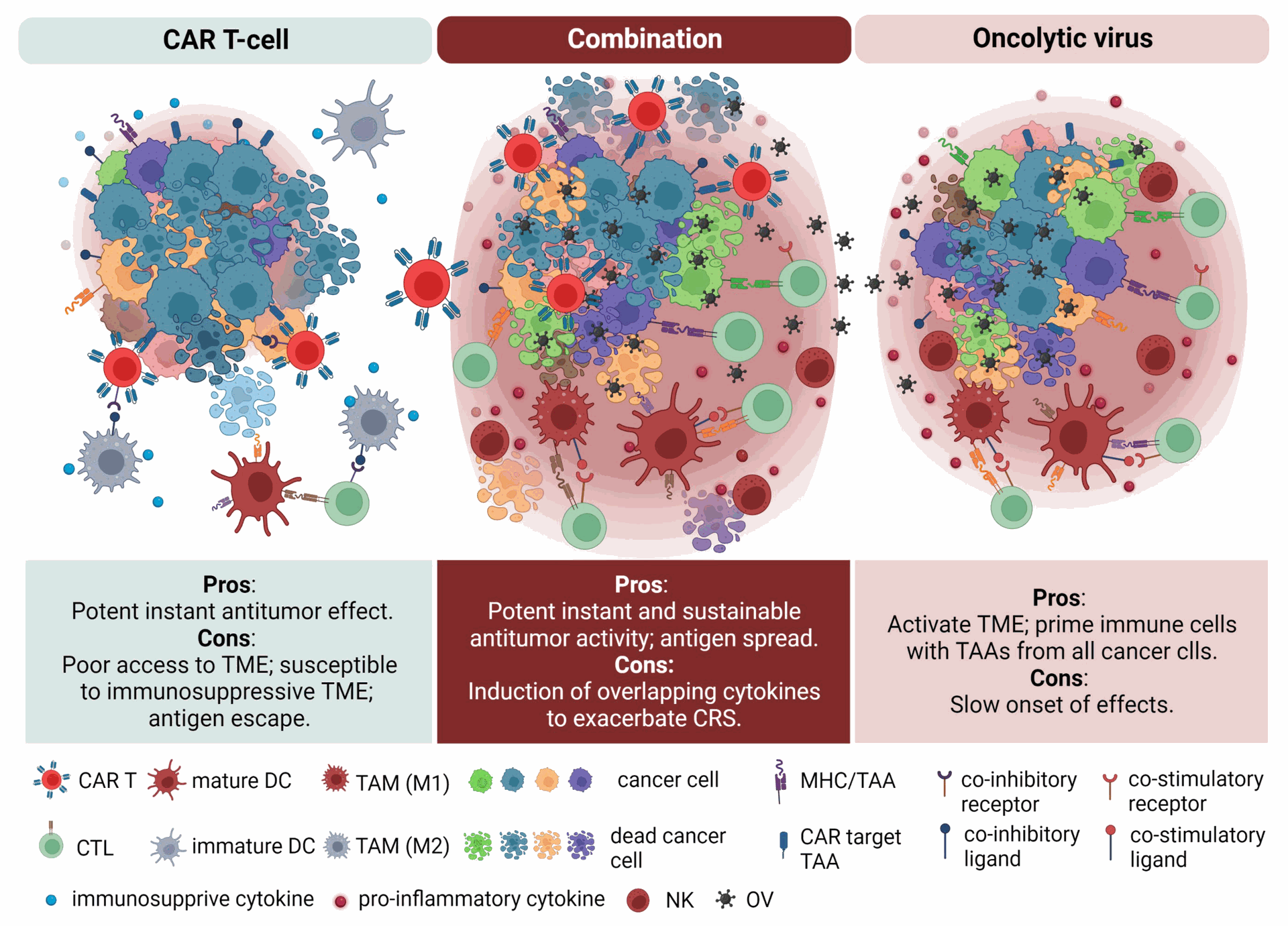 The effect of combining CAR T cell therapy and oncolytic virotherapy in tumor microenvironment (TME). CAR T cells have instant potent activity to kill cancer cells expressing tumor-associated antigens (TAAs) on cell surface, but are susceptible to TME with immune suppressive modulators, such as immunosuppressive cytokines (e.g., IL-10, TGFβ), immune checkpoint coinhibitory receptors and ligands (e.g., PD-1, PD-L1, CTLA-4), M2 phenotype tumor-associated macrophages (TAMs), etc. Oncolytic viruses (OVs) remodel the TME through upregulating proinflammatory cytokines (e.g., IFNγ, IL-6, TNFα, IL-12), immune checkpoint costimulatory receptors and ligands (e.g., OX40, OX40L, 4-1BB, 4-1BBL), mature dendritic cells (DCs), nature killer (NK) cells, M1 phenotype TAMs, etc. The oncolysis and immune activation mediated by OVs promote antigen spread, resulting in proliferation of cytotoxic lymphocytes (CTLs) targeting other TAAs presented by major histocompatibility complex (MHC) in addition to CAR T cells. The combination therapy takes advantage of the instant potent activity of CAR T cells and immune activation by OVs, leading to more effective lysis of the heterogeneous cancer cell populations to mitigate tumor relapse encountered by CAR T cell therapy due to antigen escape.