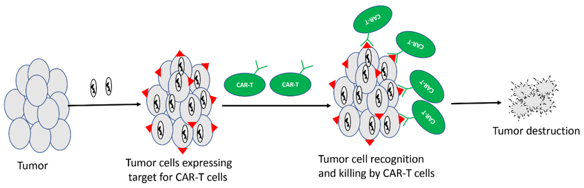Oncolytic viruses delivering target for CAR-T cells. Unique antigens can be delivered to tumor cells using oncolytic virus, and CAR-T cells specific for that unique antigen can be used in combination to destroy tumors.