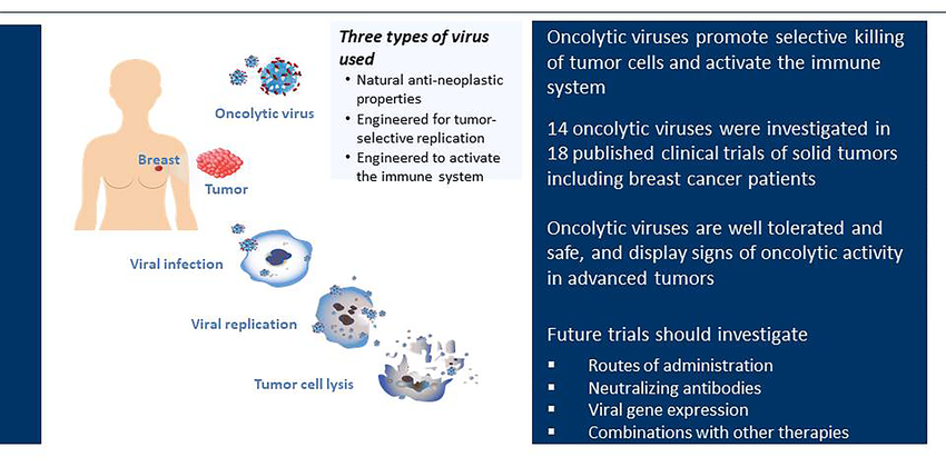 Clinical trials of oncolytic viruses in breast cancer. Oncolytic viruses selectively infect tumor tissue, undergo viral replication and cause tumor cell lysis. Currently, 14 different oncolytic viruses have been investigated in 18 published clinical trials. These oncolytic viruses fall into three different groups; (i) oncolytic viruses with natural anti-neoplastic properties; (ii) oncolytic viruses designed for tumor-selective replication; (iii) oncolytic viruses modified to activate the immune system. All published trials demonstrate that oncolytic viruses are well tolerated and safe for use in patients.